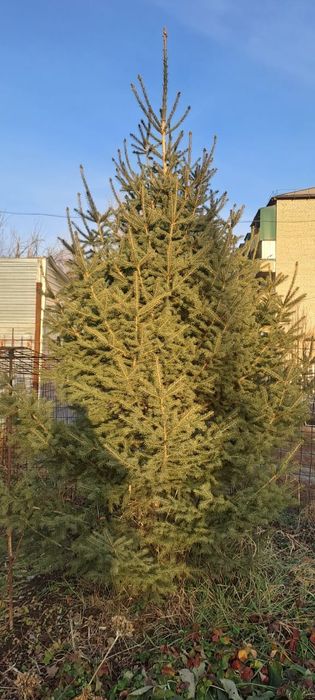 Ёлки на продажу.