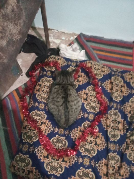 Mushuk ismi momuqvoy