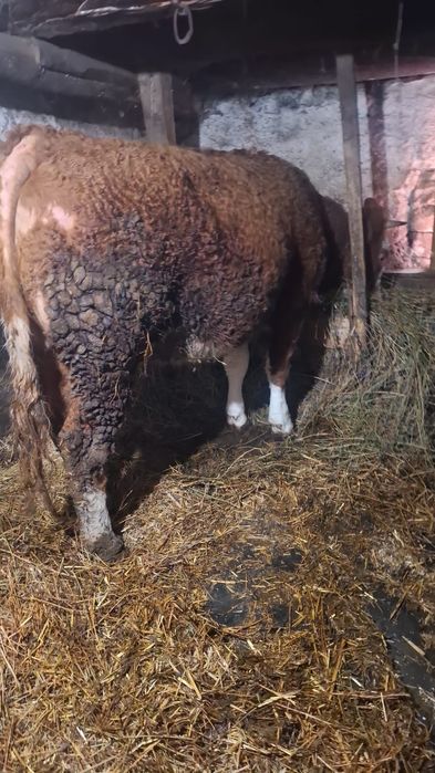 Juninca gestanta 8 luni