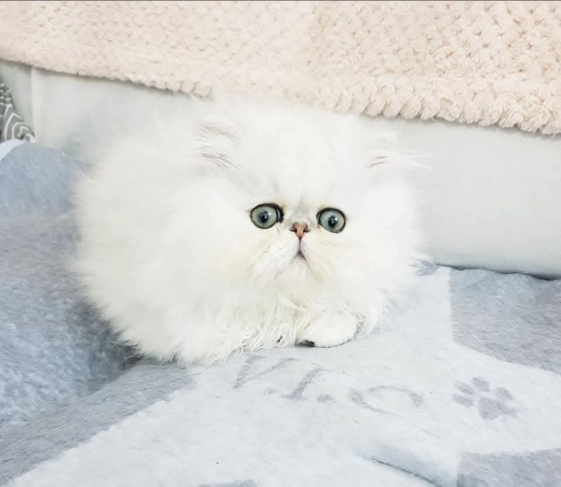 Persana chinchilla white silver