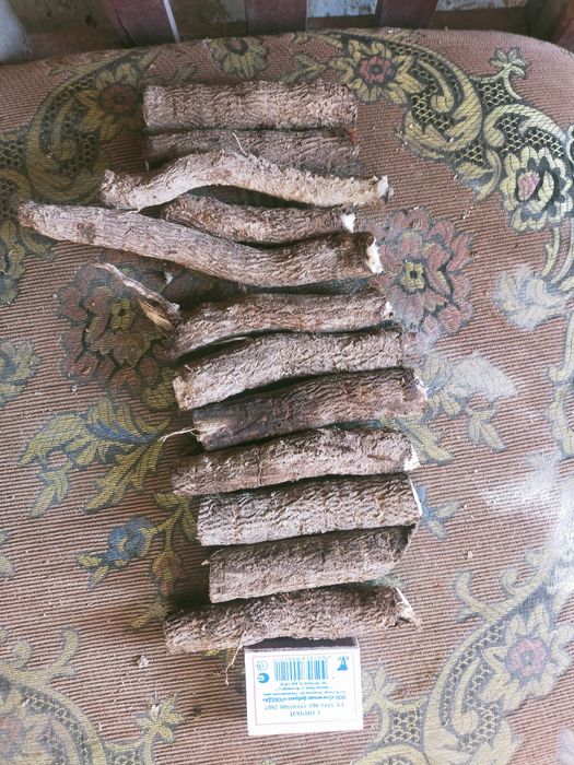 Саженцы павлония