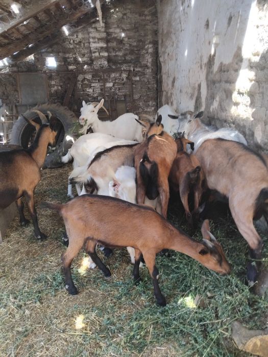 Vând urgent  și convenabil capre și  iezii