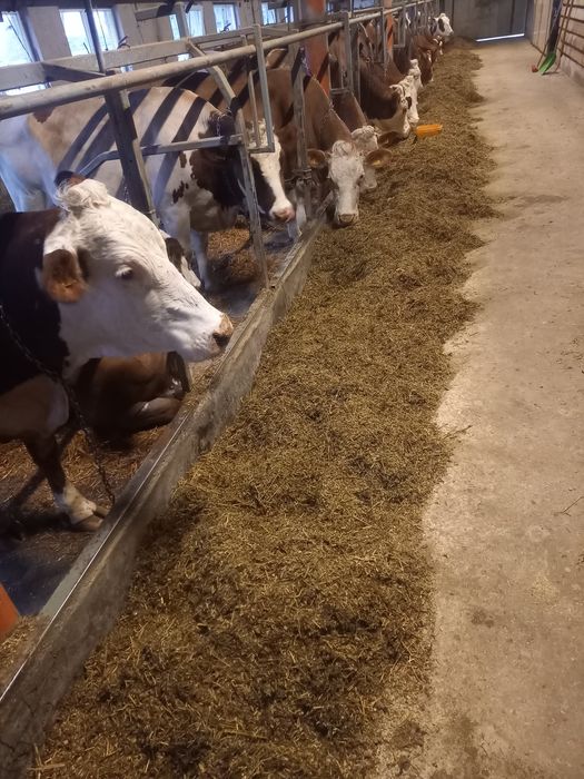 Vaci de vânzare tinere