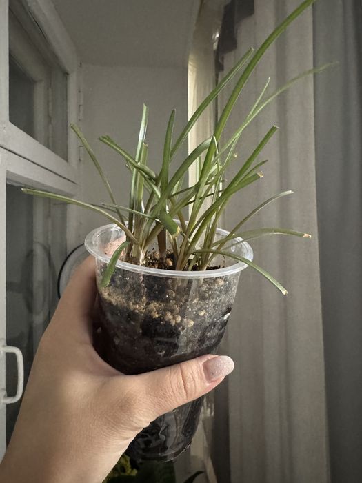 Продам растение Зефирантес