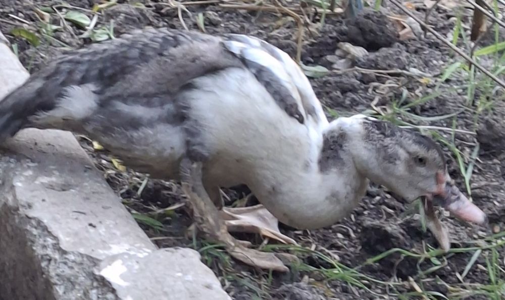 Vând Rațe lesesti