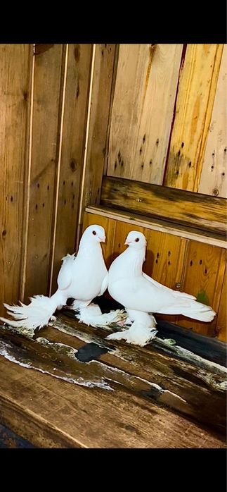 Продам голубей маланосых