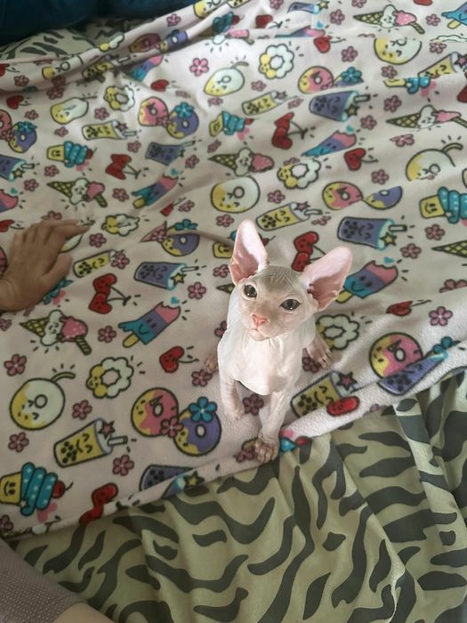 Котята сфинксы ливкой