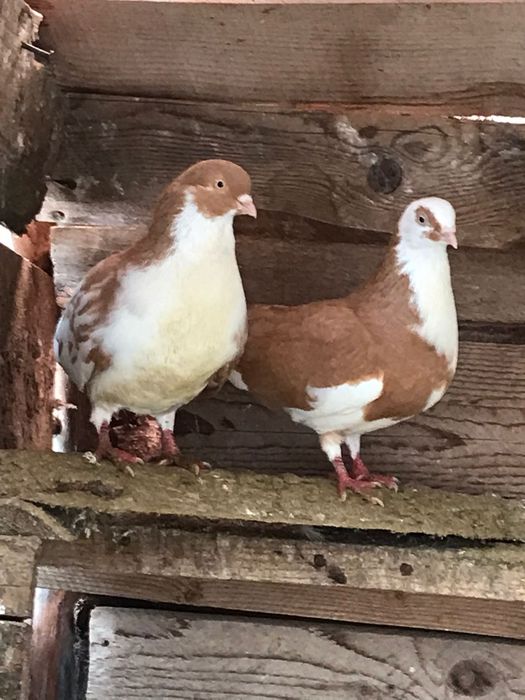 Vând porumbei galateni jucatori