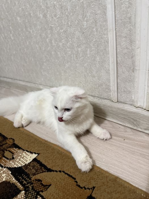 Шотландық бүктелген құлақты -Scottish fold