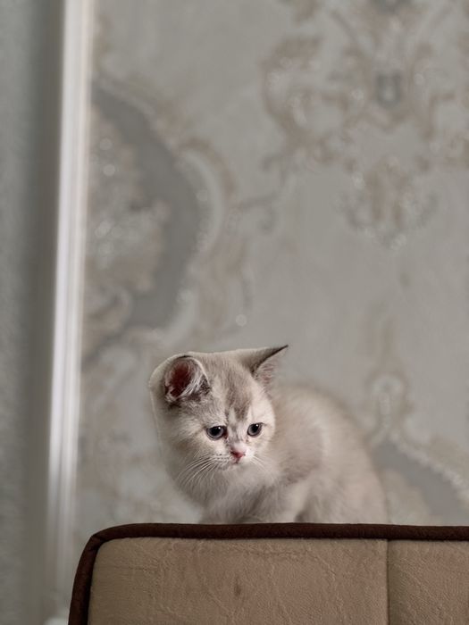 Британская шиншилла blue point. Нежная, спокойная.