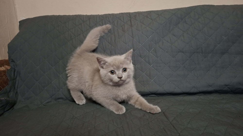 Шотландски клепоухи котета.