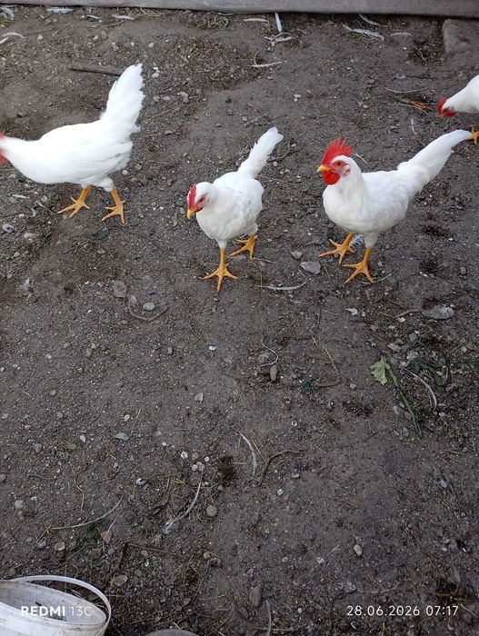 DE VÂNZARE – Cocosi Leghorn Alb 4 luni