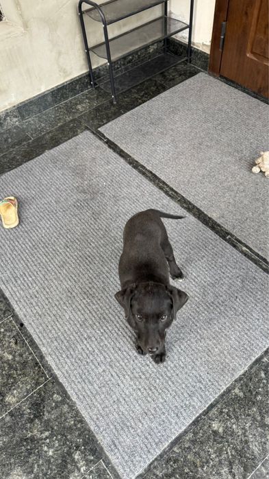 Лабрабор щенок 3 месяца