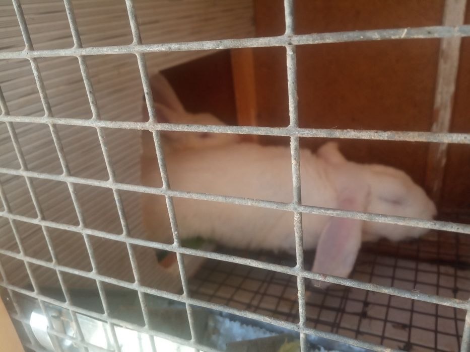 Quyonlar va qafas sotiladi.