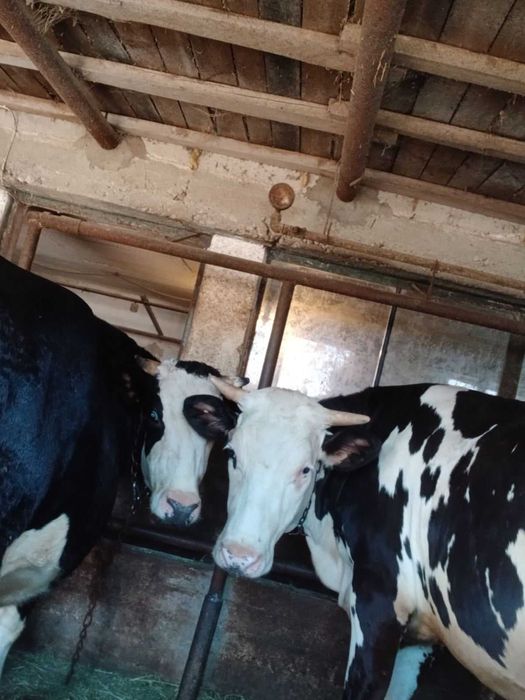Продавам крави и юници преди отелване