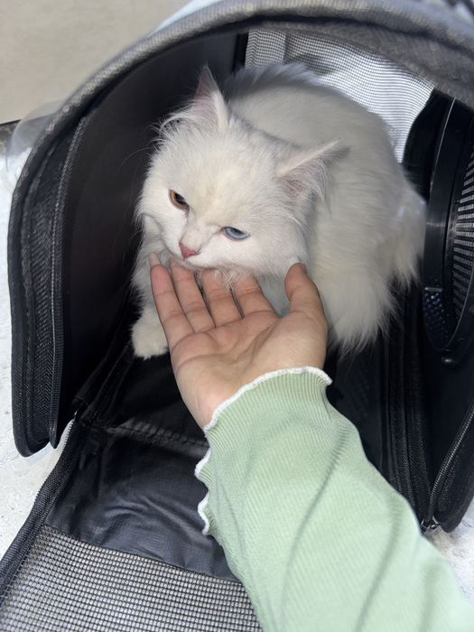 Продам кошку в добрые руки.