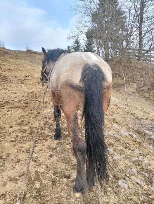 Vând sau schimb cu vaca