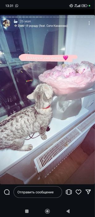 Кот британской красивая