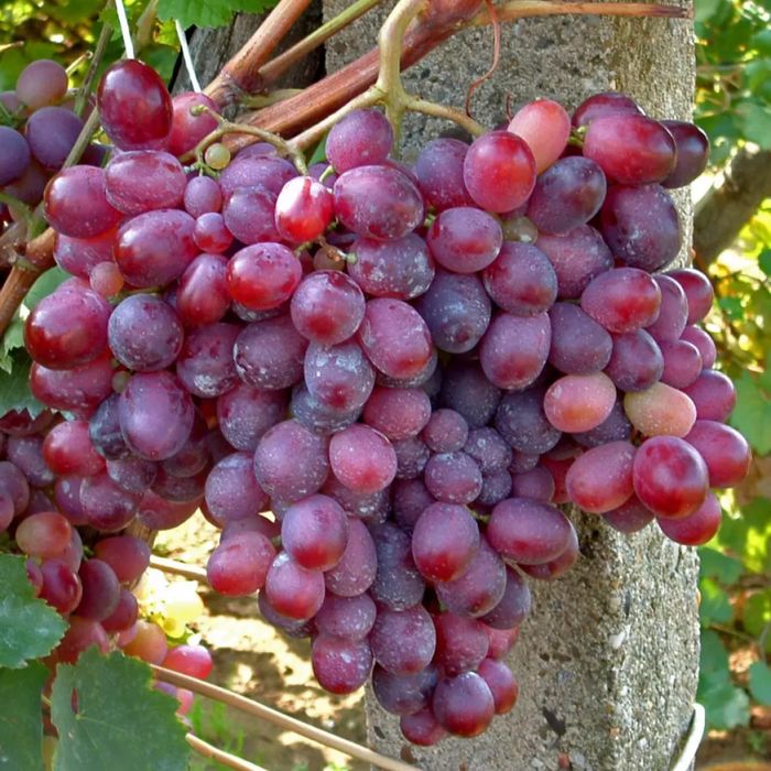 Butasi vita de vie anul 3,direct pe rod