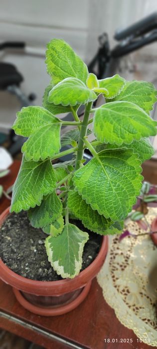 Цветы комнатные разные