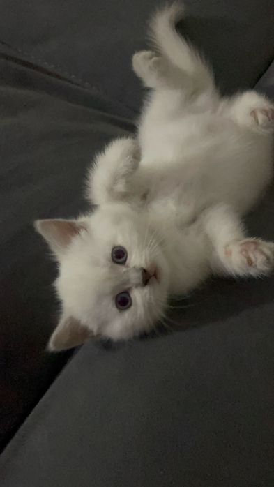 Продам британского котенка