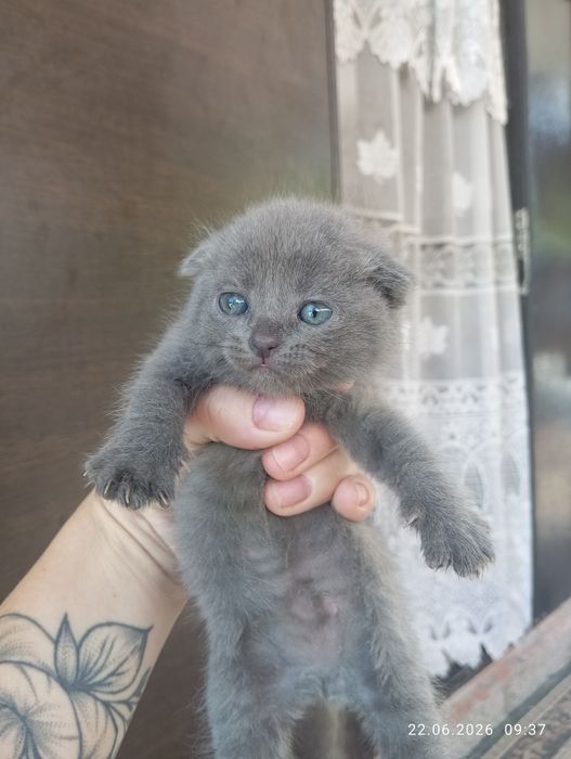 Котята вислоухие