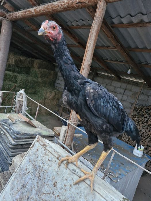 Таза канды кораз мекендер