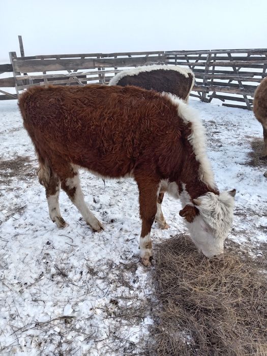 Продам подсос. Подсос