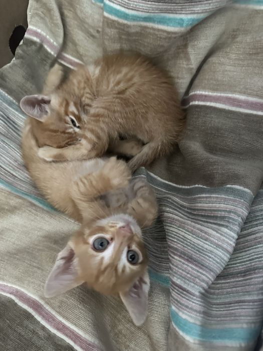 Котята  рыжие
