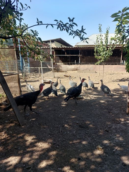 Продаётся  цесарки