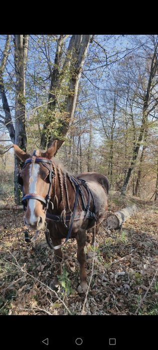 Vând mânz armăsar