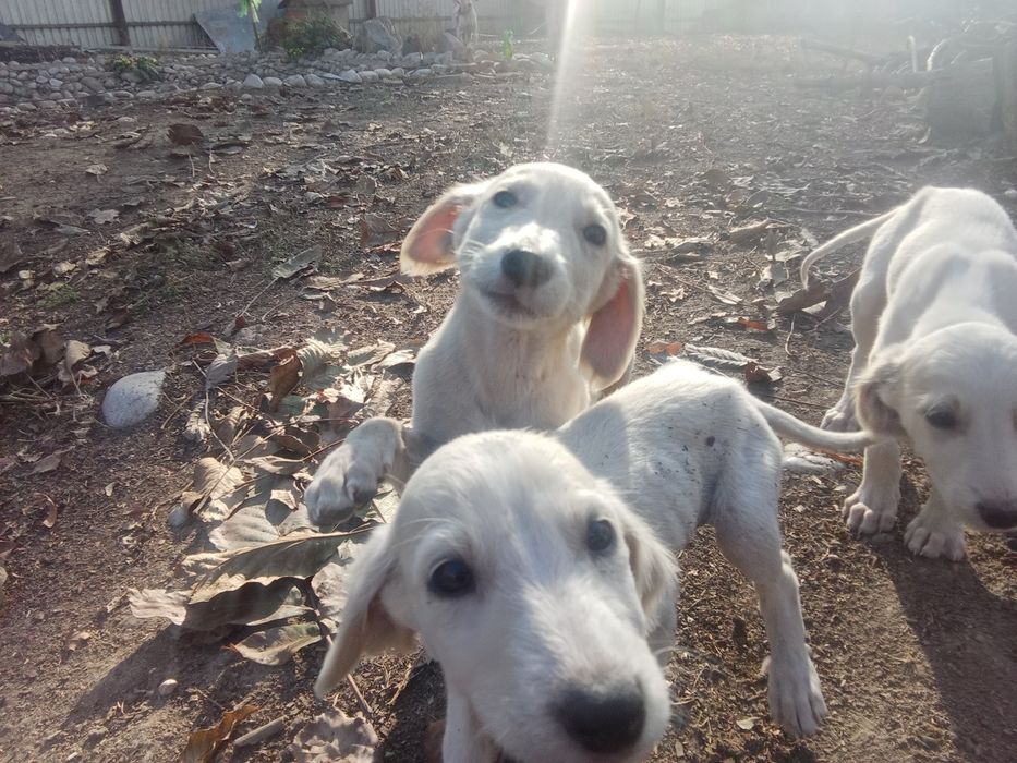 Продам щенков Тазы