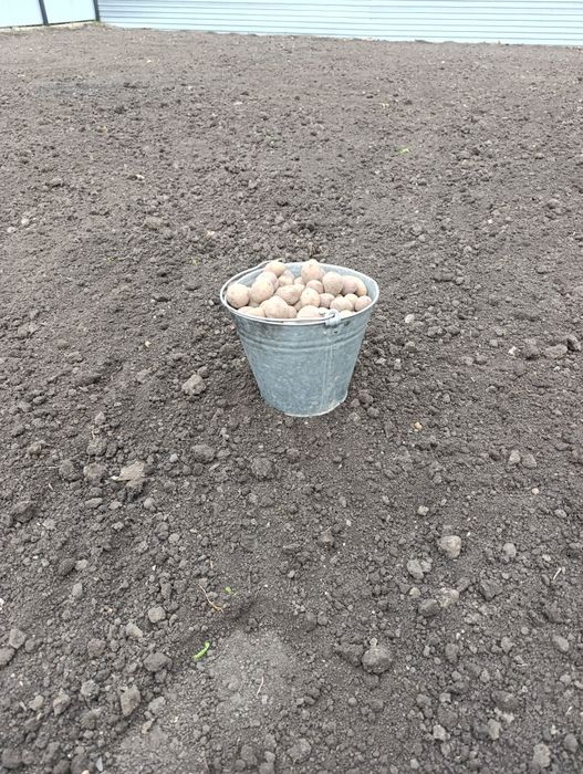 Продам семена картошки