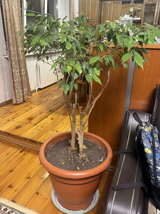 Комнатные цветы для дома офисов