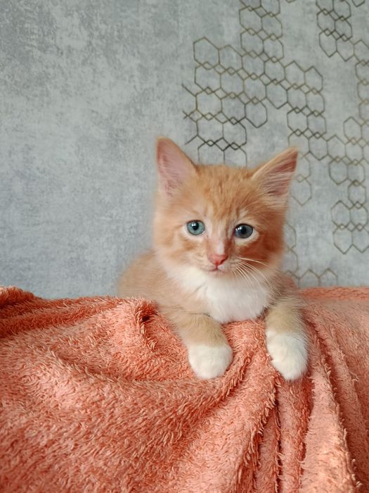 Котята кошки в добрые руки