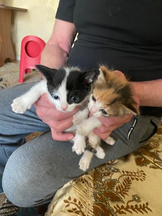 Котята от крысоловки