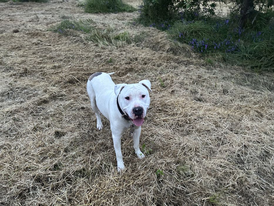 Donez Amstaff Cuminte