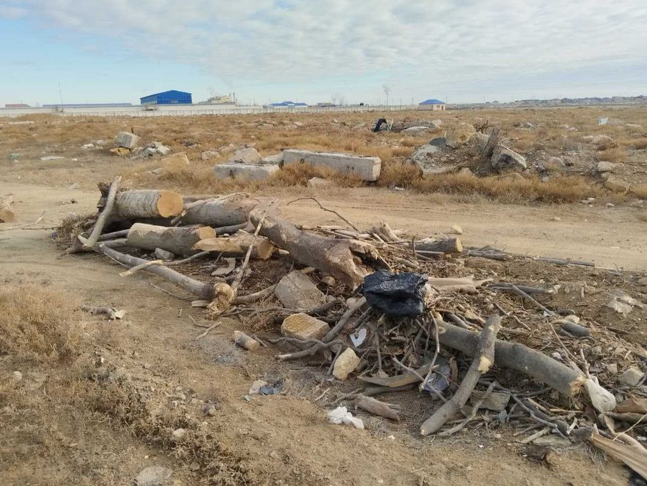 дрова (сухостой)