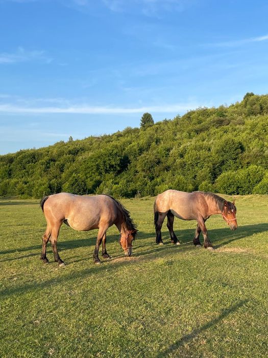 Mânz și mânzat de doi ani jumate cu mânz de o luna