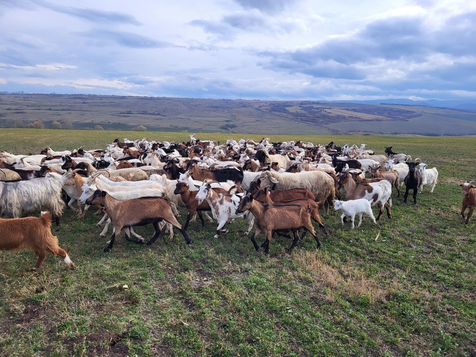 Vînd turmă de capre sau schimb cu oi