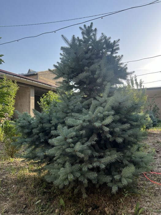 Сотилади!! ГОЛУБОЙ ЕЛЬ Goluboy yel