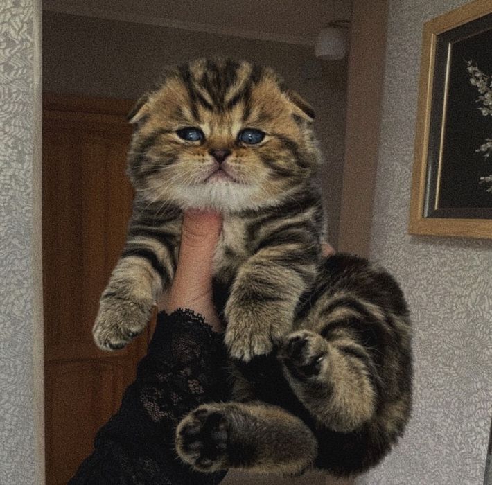 Шотландская вислоухая крошка