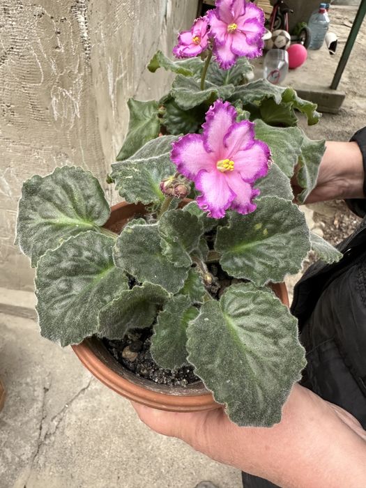 Фиалка комнатный цветок