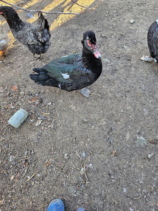 Питухи,утки селезень