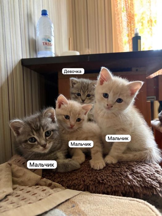 Продам котят скоттиш страйт