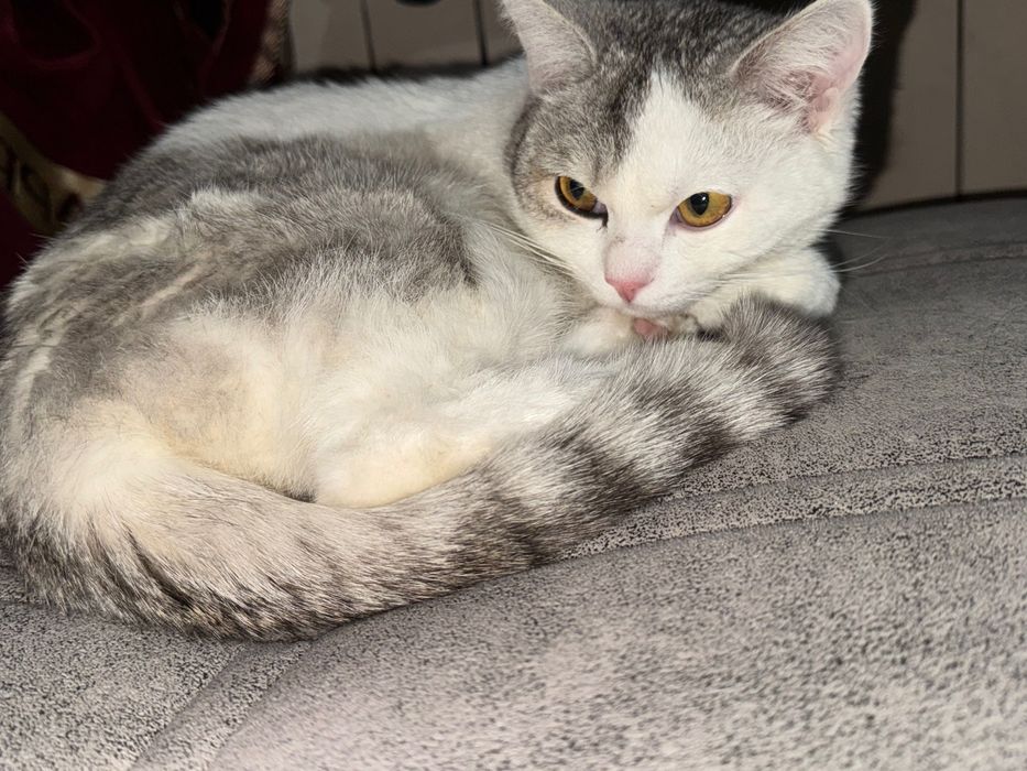 Hadyaga o’zimni  mushugim