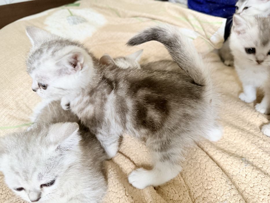 Британские котята серебро