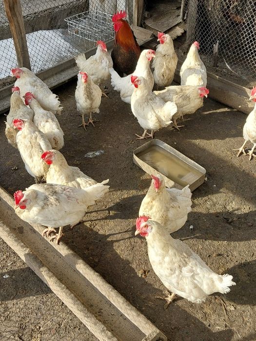 Продам Яйца В Инкубатор Другое