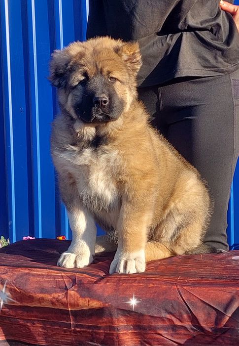 Щенки Кавказской овчарки