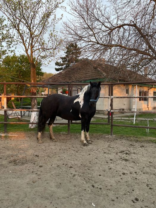 Iepe Barok Pinto – blânde, frumoase, cu temperament liniștit